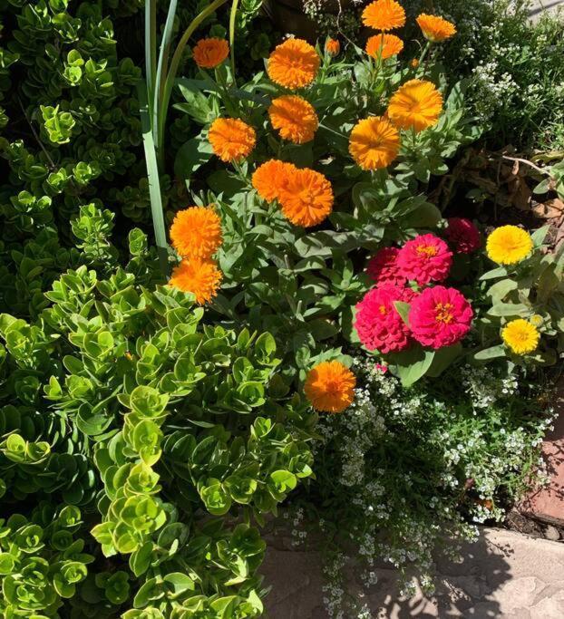 Encanto Cactus Flower Casita Феникс Экстерьер фото
